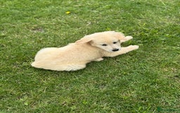 Golden Retriever dogs for sale: Healthy well socialised calm KC puppies - Image 16