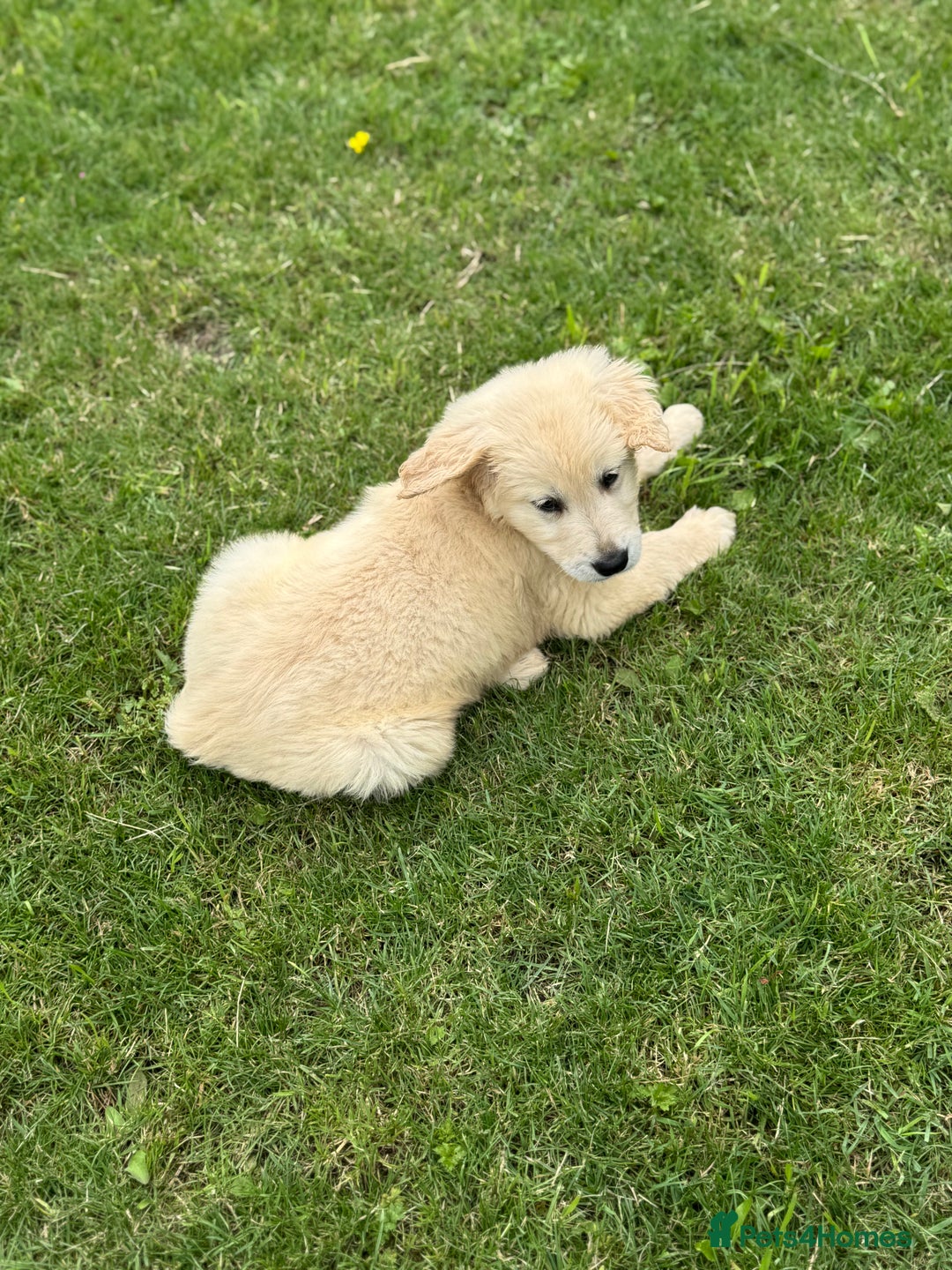 Golden Retriever dogs for sale: Healthy well socialised calm KC puppies - Image 16