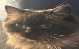 Mixed Breed cats for sale: Three lovely mixed breed kittens - Image 8