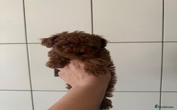 Toy Poodle dogs for sale: Asian toy poodle boy  - Image 4