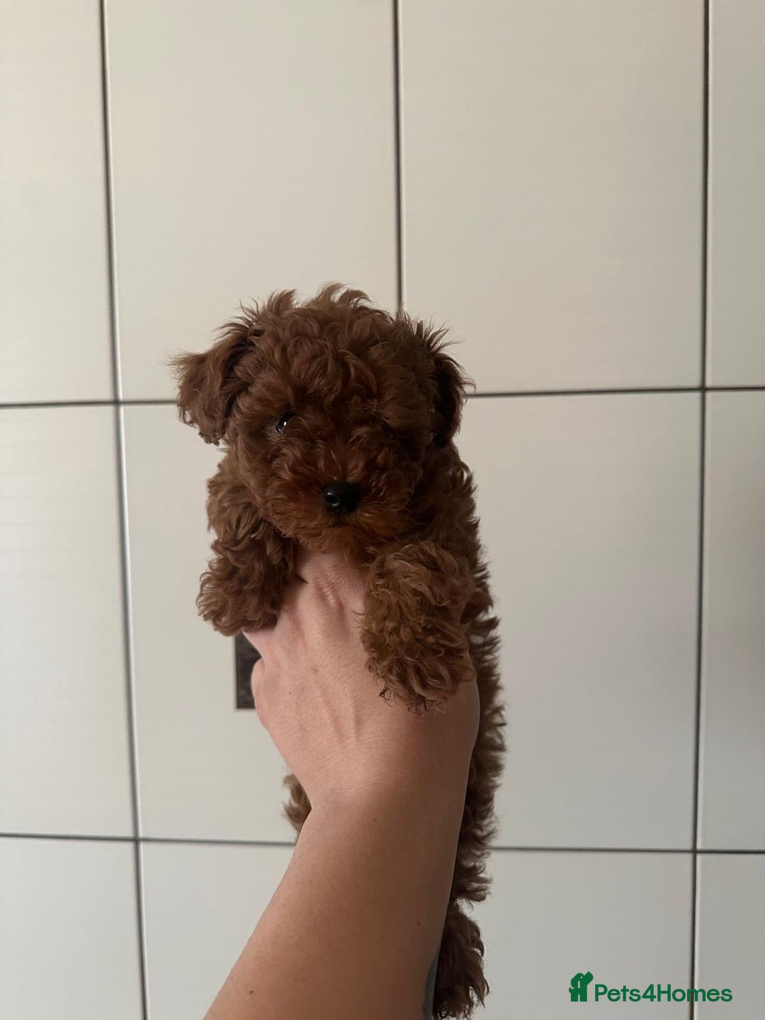 Toy Poodle dogs for sale: Asian toy poodle boy  - Image 4