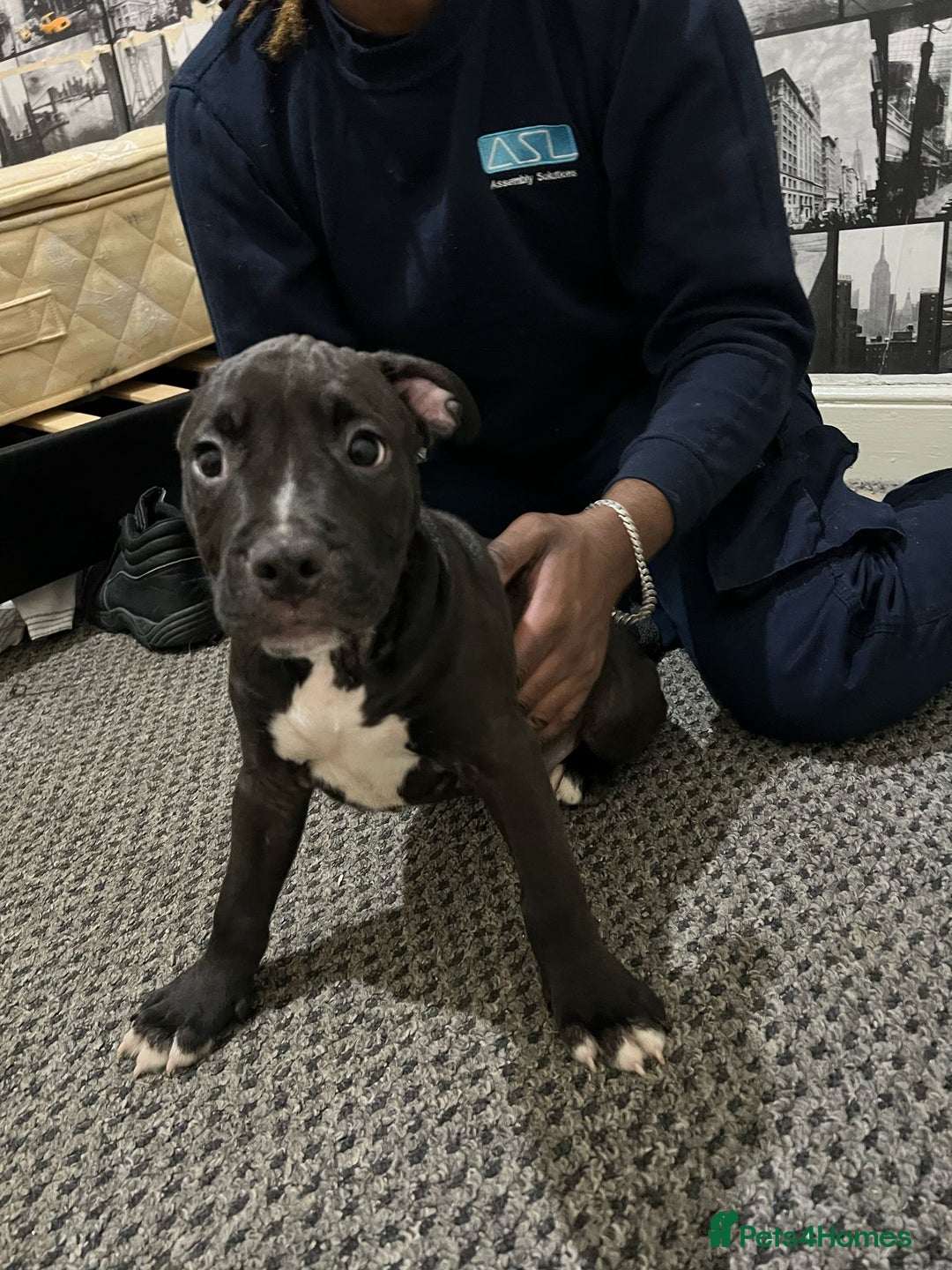 American Bull Staffy dogs for sale: american staffordshire for sale  - Image 19