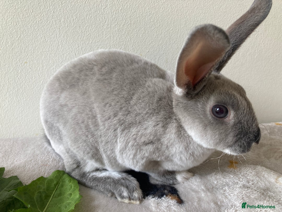 Rex rabbits for sale: Mini REX Bunnies - Image 6