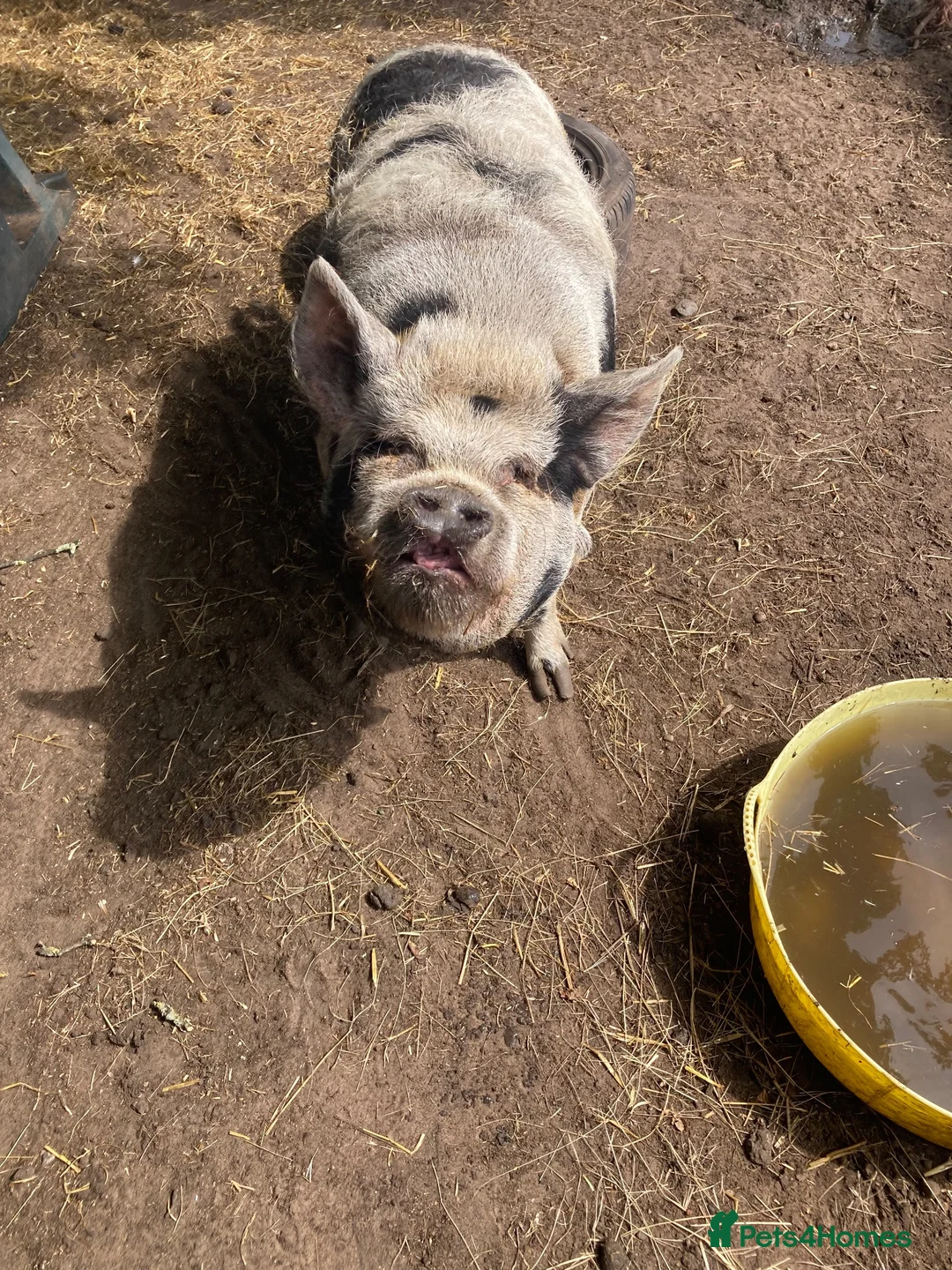 Pig livestock for sale: 2 kune kune female pigs in Crewe - Advert 2