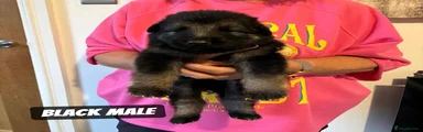 Black male
