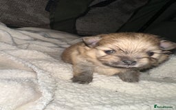 Pomeranian dogs for sale: KC Reg Pomeranian Girls - Image 25