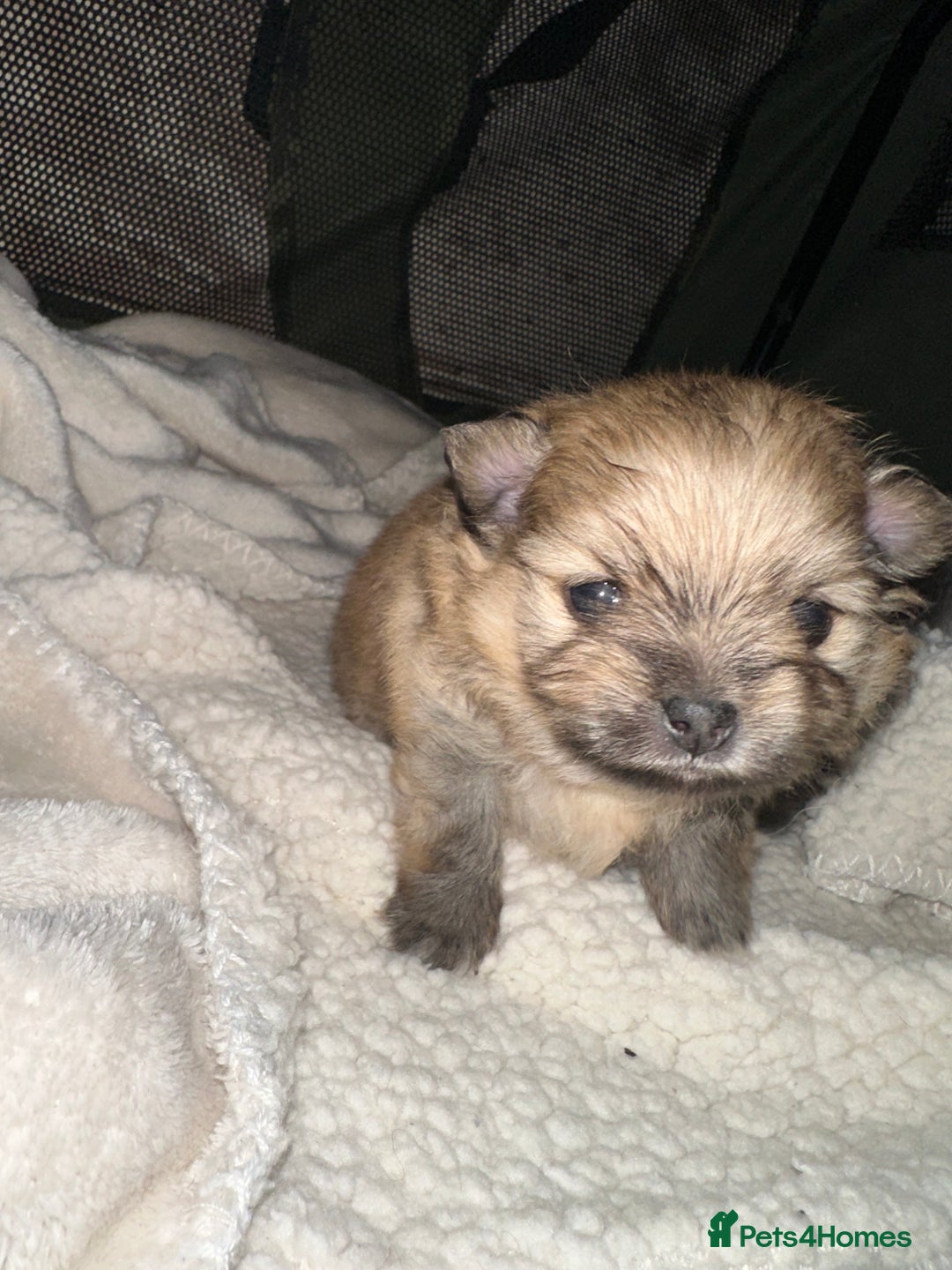 Pomeranian dogs for sale: KC Reg Pomeranian Girls - Image 25