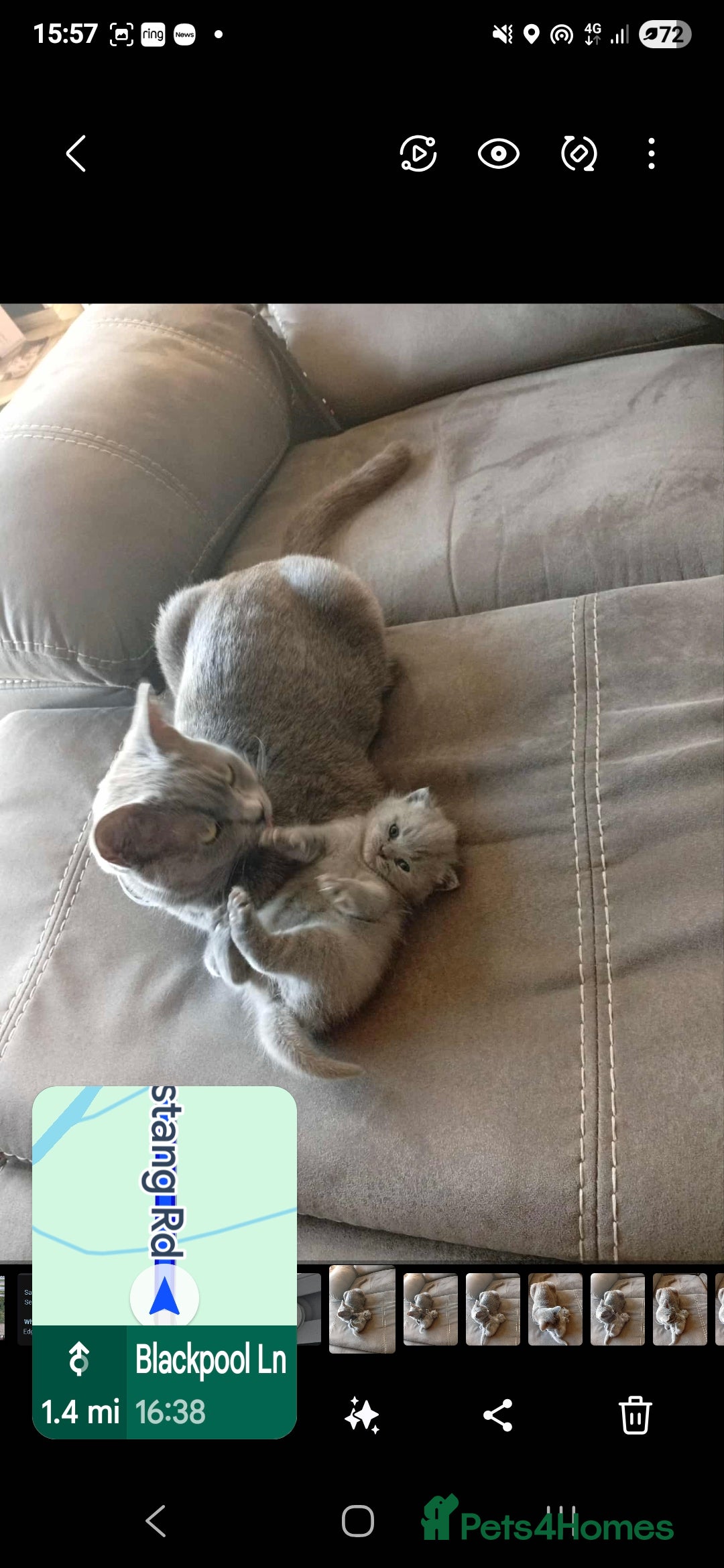 British Shorthair cats for sale: British Shorthair 1 little girl - Image 5