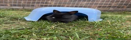 Netherland Dwarf rabbits for sale: Pure netherland dwarf babies - Advert 2