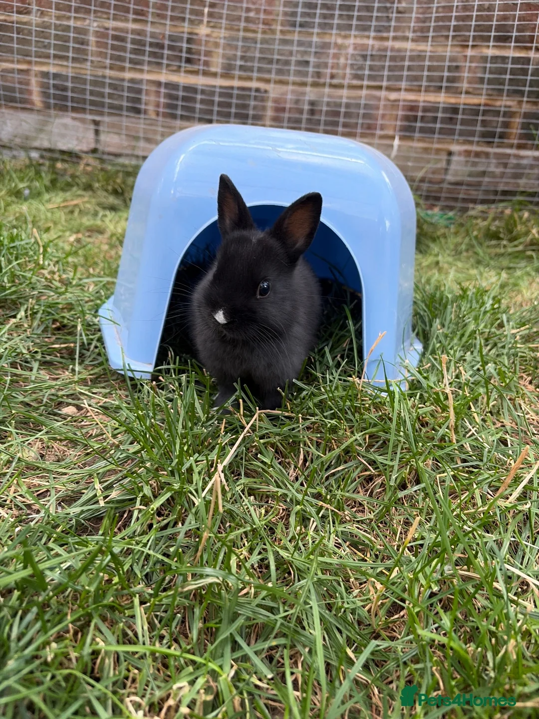 Netherland Dwarf rabbits for sale: Pure netherland dwarf babies - Advert 2