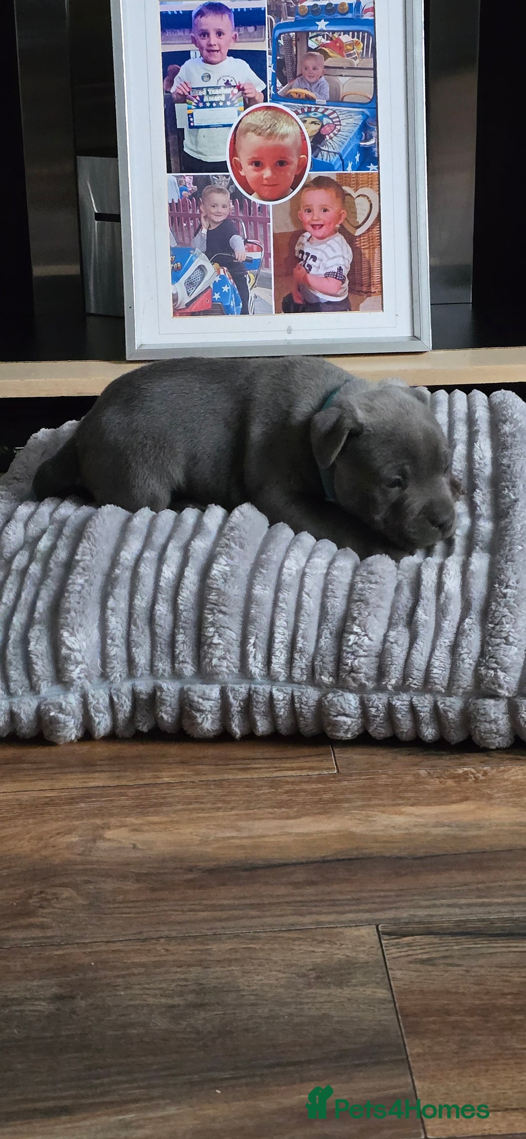 Staffordshire Bull Terrier dogs for sale: 4 beutiful blue staffies dad and mum kc  - Advert 21