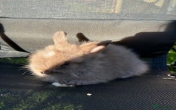 Lionhead rabbits for sale: Baby lionhead rabbits  - Image 3
