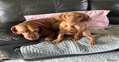 Hungarian Vizsla dogs - Advert 6