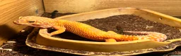Leopard Gecko reptiles for sale: Two female Gekcos and 3ft viv  - Advert 4