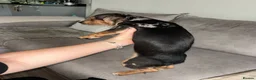 Dachshund dogs for sale: Male merle Dachshund 3 months old  - Advert 3