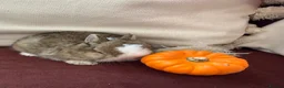 Netherland Dwarf rabbits for sale: Gorgeous Netherland Dwarf bunnies in Carlisle - Advert 8