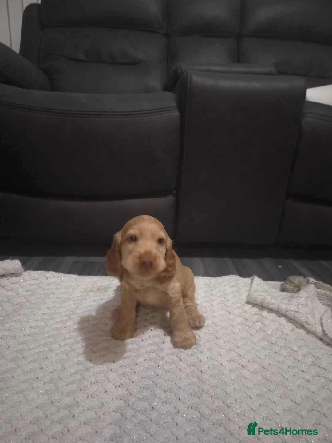 Cocker Spaniel dogs for sale: English show type Cocker Spaniel puppies - Advert 28