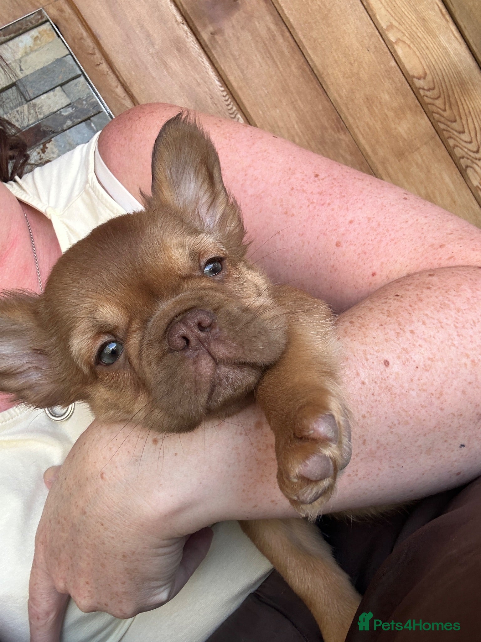 French Bulldog dogs Fluffy Frenchies 1 girl left - Advert 1