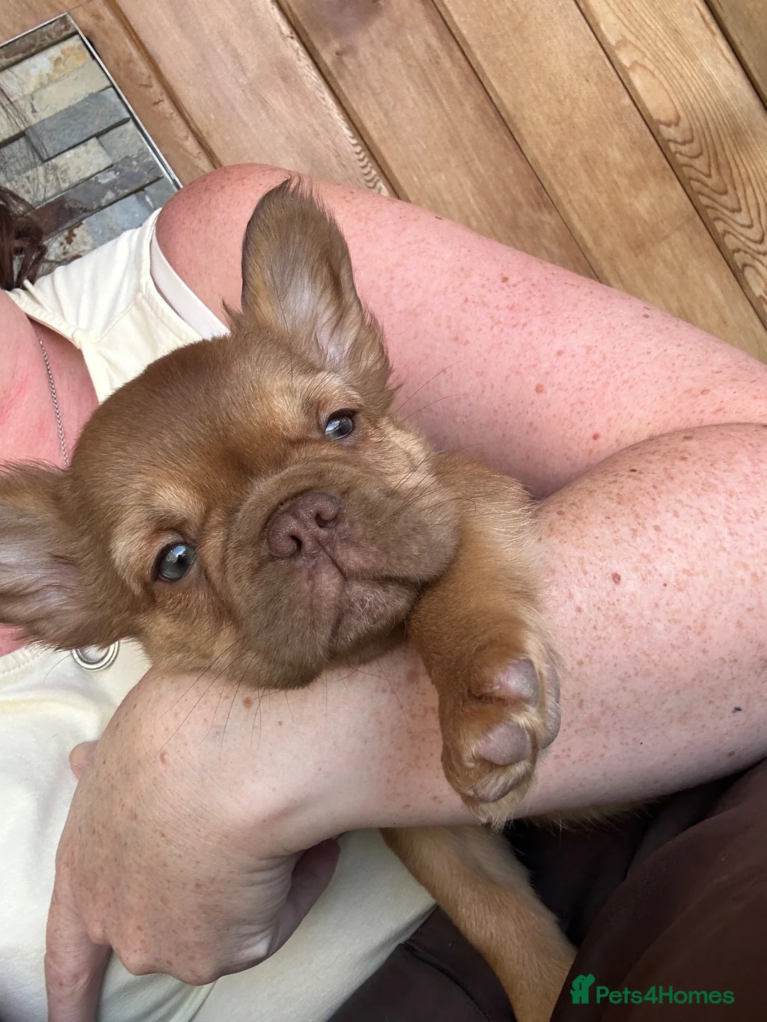 French Bulldog dogs for sale: Fluffy Frenchies 2 girls ready - Advert 2