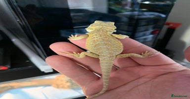 Bearded Dragon reptiles - Advert 1