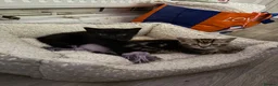 Mixed Breed cats for sale: Tabby and black kittens - Advert 6