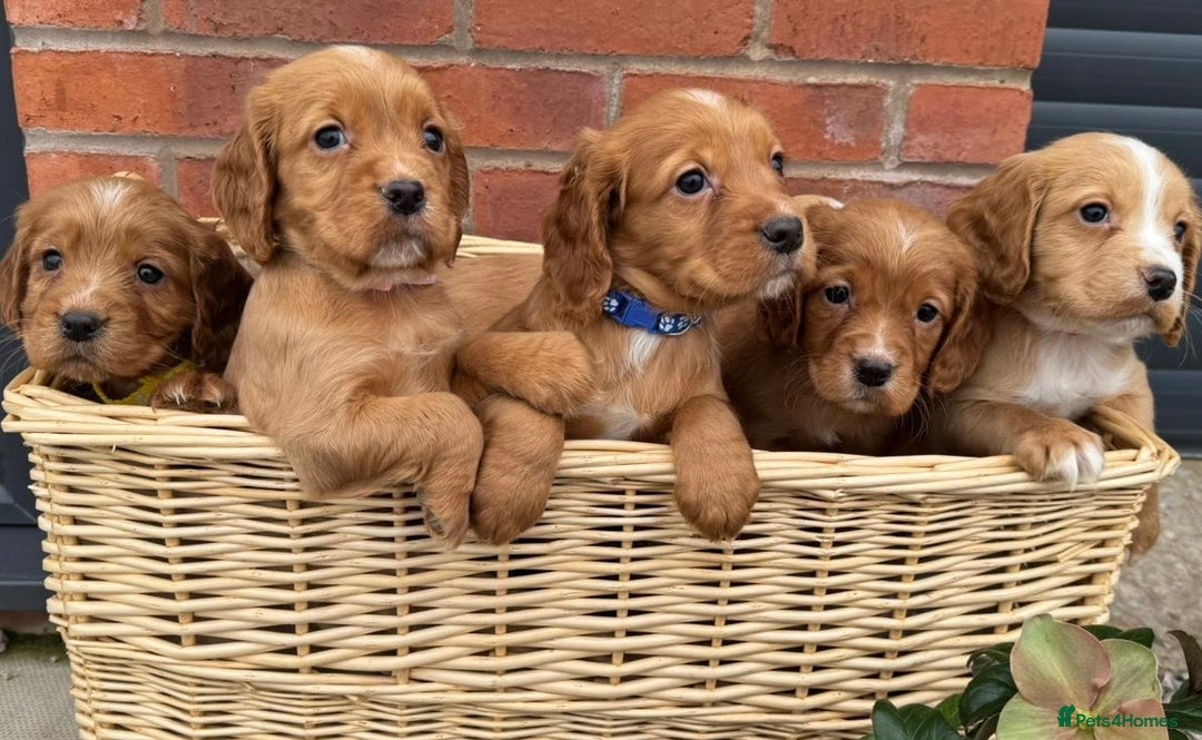 Cocker Spaniel dogs for sale: KC Reg & Health Tested Working Cocker Spaniels - Advert 2