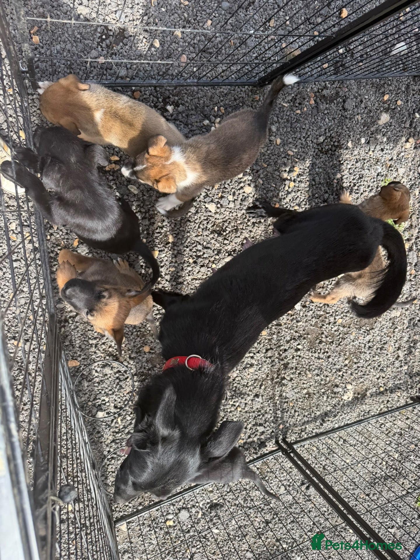 Mixed Breed dogs German shepherd x Belgian malinios puppy's  - Advert 2