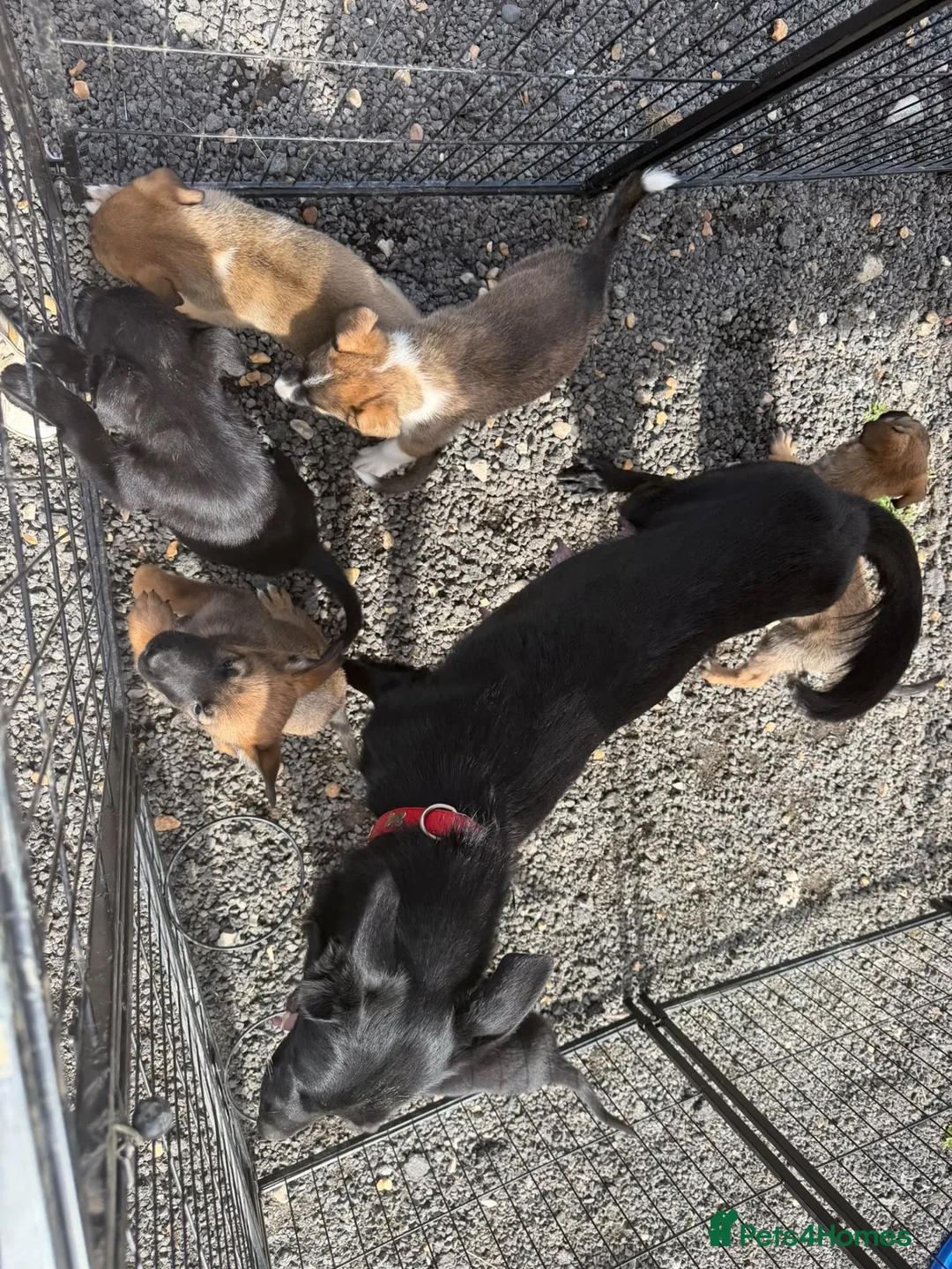 Mixed Breed dogs for sale: German shepherd x Belgian malinios puppy's  - Advert 2