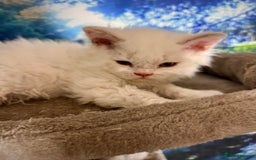 Selkirk Rex cats for sale: Gorgeous Selkirk Rex kittens - Image 29