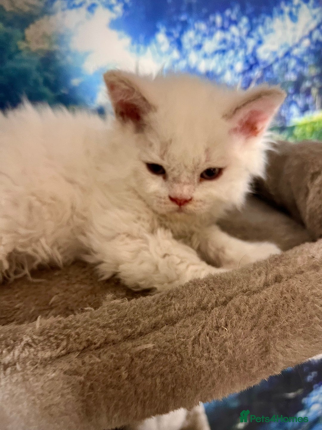Selkirk Rex cats for sale: Gorgeous Selkirk Rex kittens - Image 29