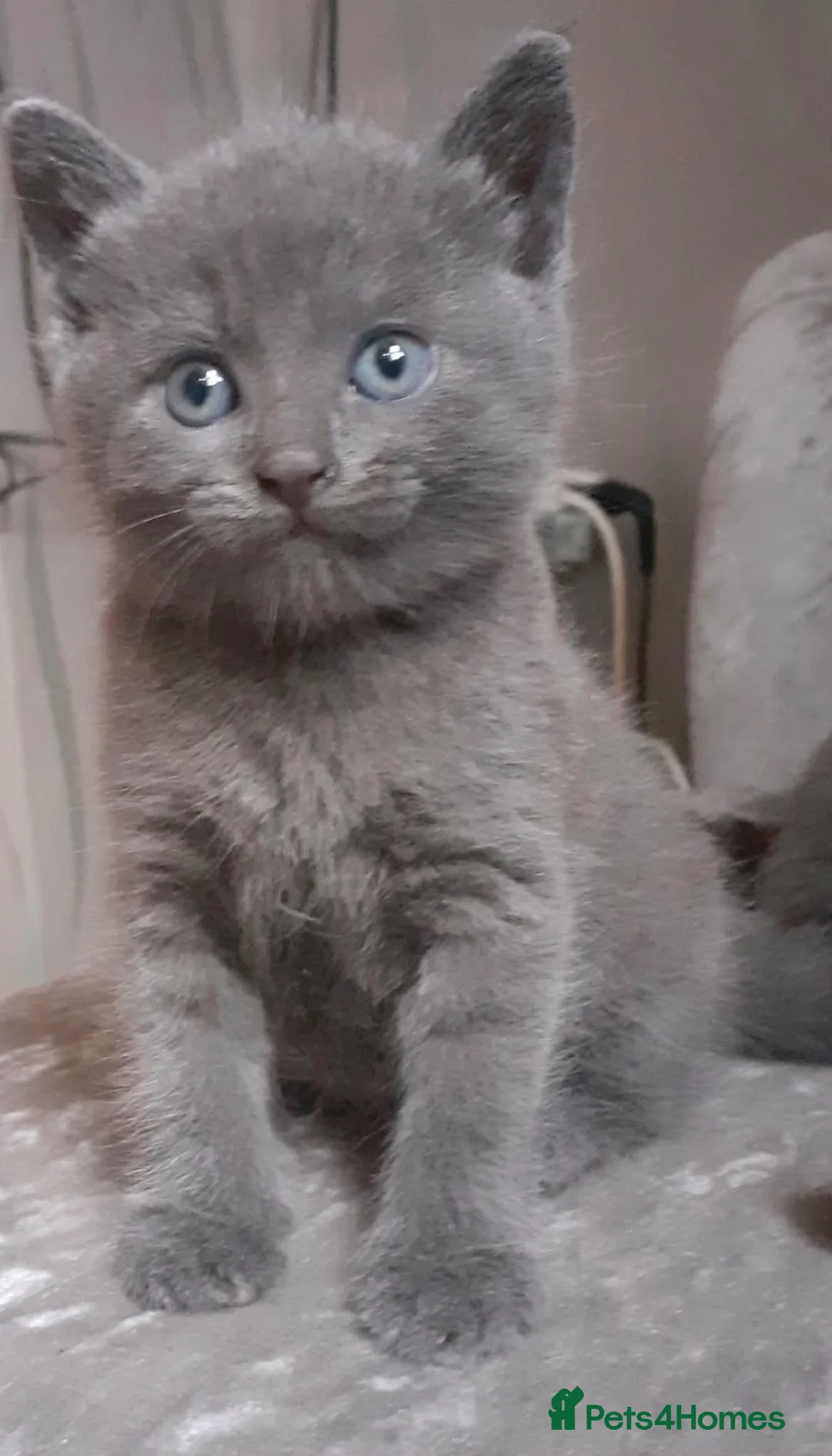 Russian Blue cats for sale: Russian blue kittens in Huddersfield - Advert 1