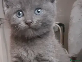 Russian Blue cats Russian blue kittens - Advert 3