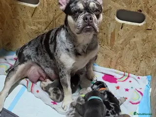 French Bulldog dogs French bulldog puppies - Advert 11