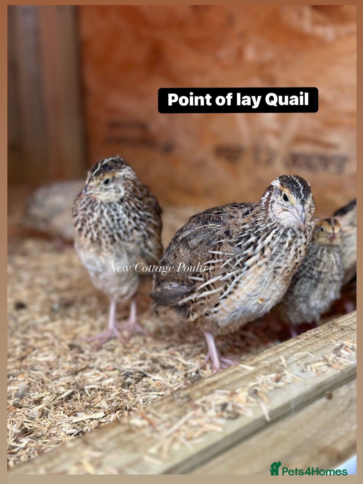 Quail poultry Female Quail at point of lay ready 4th June  - Advert 2