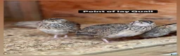 Quail poultry for sale: Female Quail at point of lay ready 4th June  - Advert 2