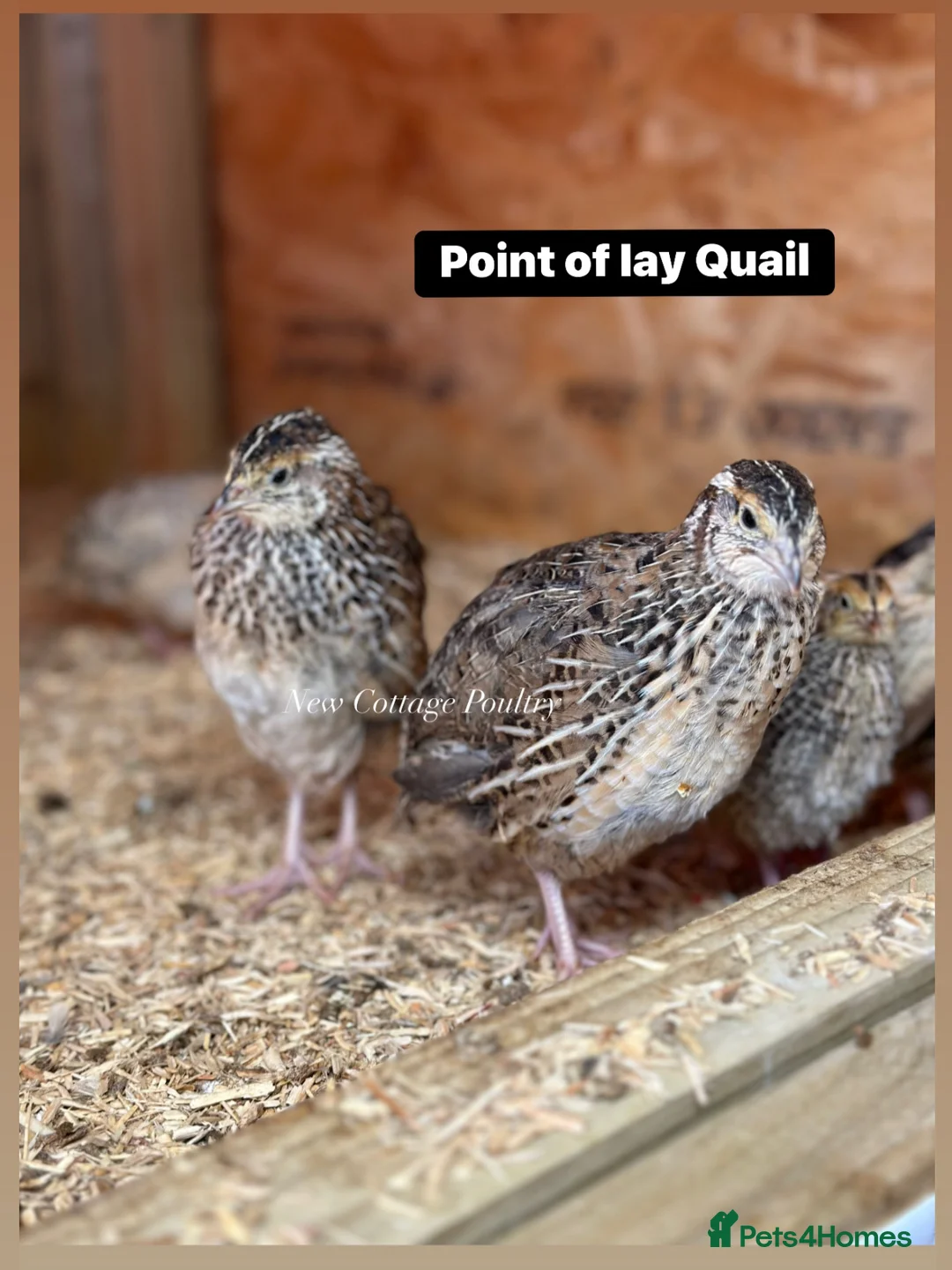 Quail poultry for sale: Female Quail at point of lay ready 4th June  - Advert 2