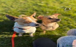 Mixed Breed dogs for sale: Chihuahua cross Jack Russell 10-11yrs old  - Image 2