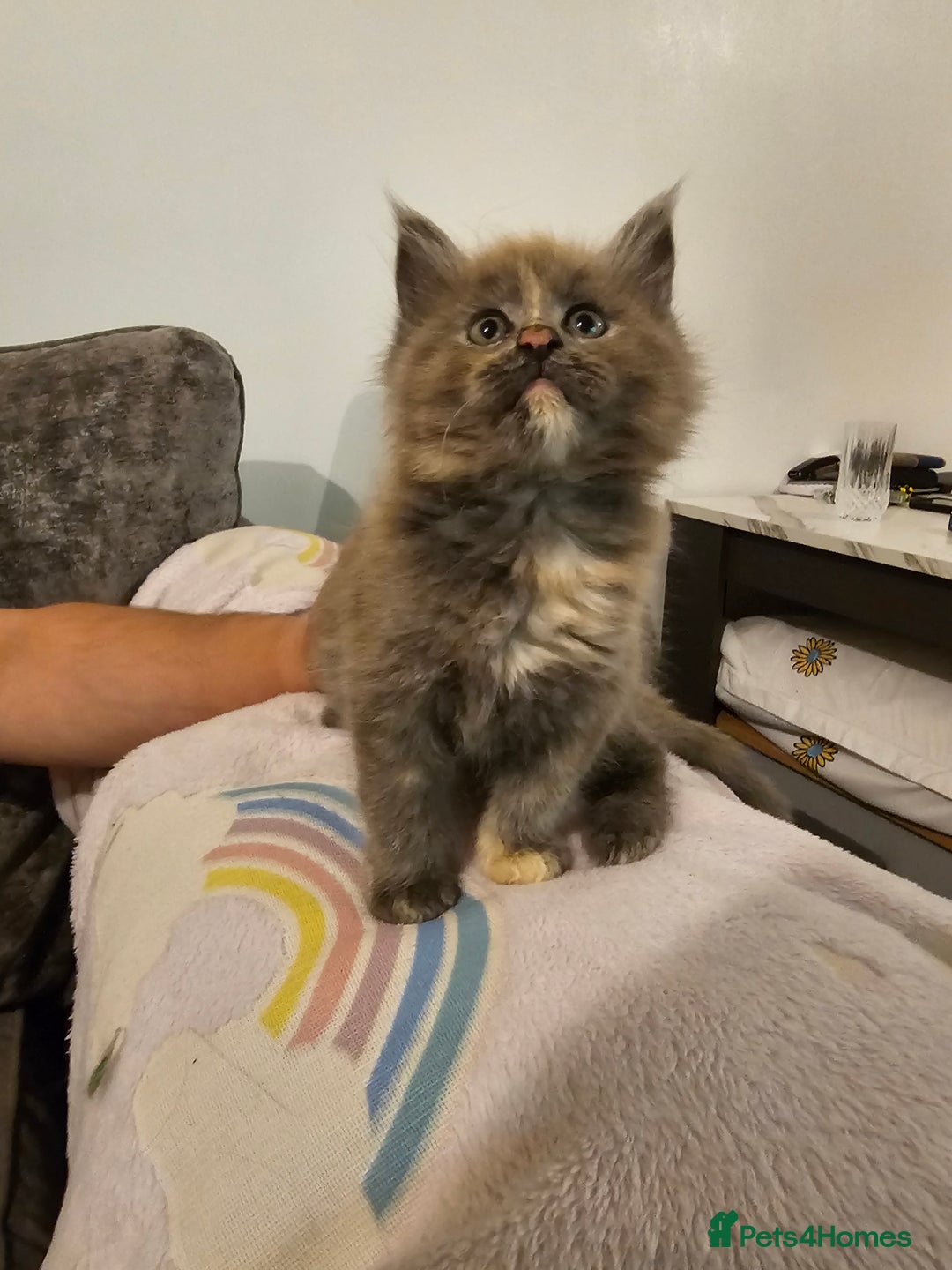Maine Coon cats for sale: Maine Coon Pure Bread  - Image 3
