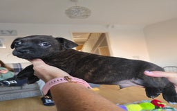 Mixed Breed dogs for sale: 4 pups - Image 5