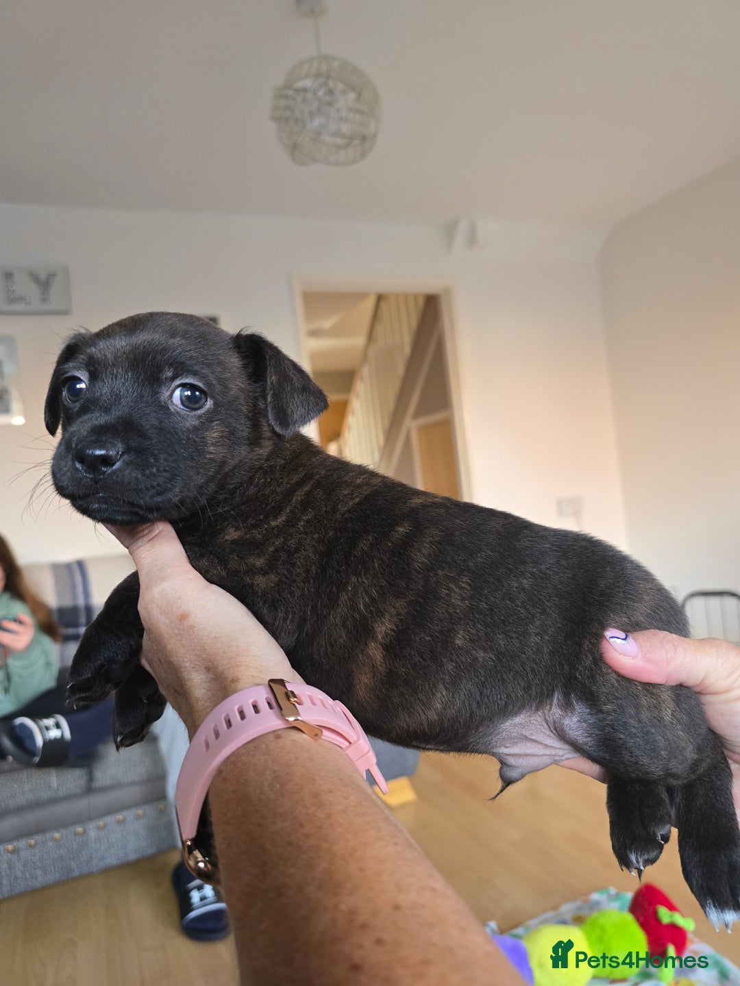 Mixed Breed dogs for sale: 4 pups - Image 5