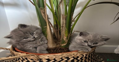 British Shorthair cats - Advert 2
