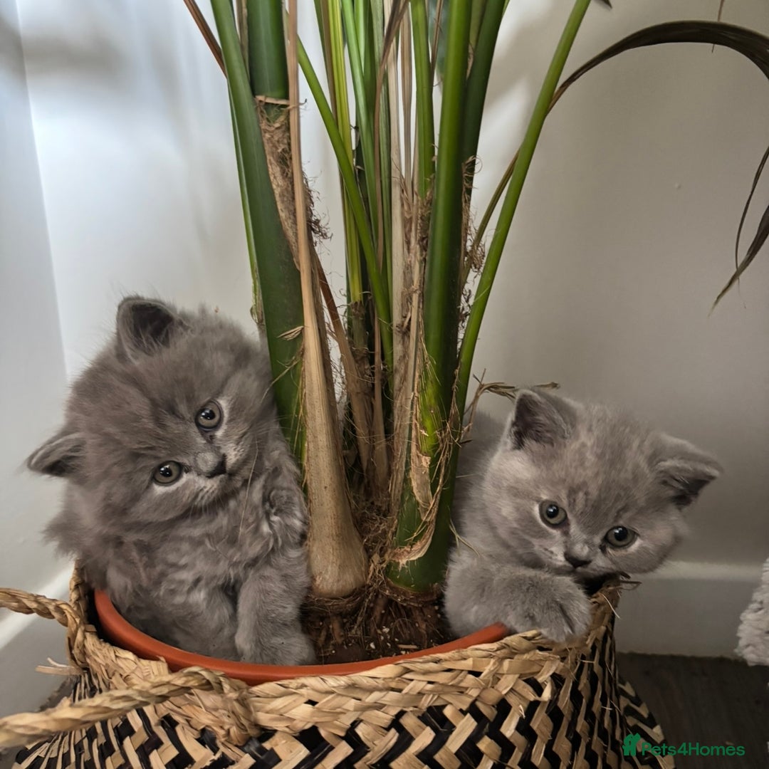 British Shorthair cats for sale: BEAUTIFUL BRITISH SHORT AND LONG HAIR KITTENS - Image 3