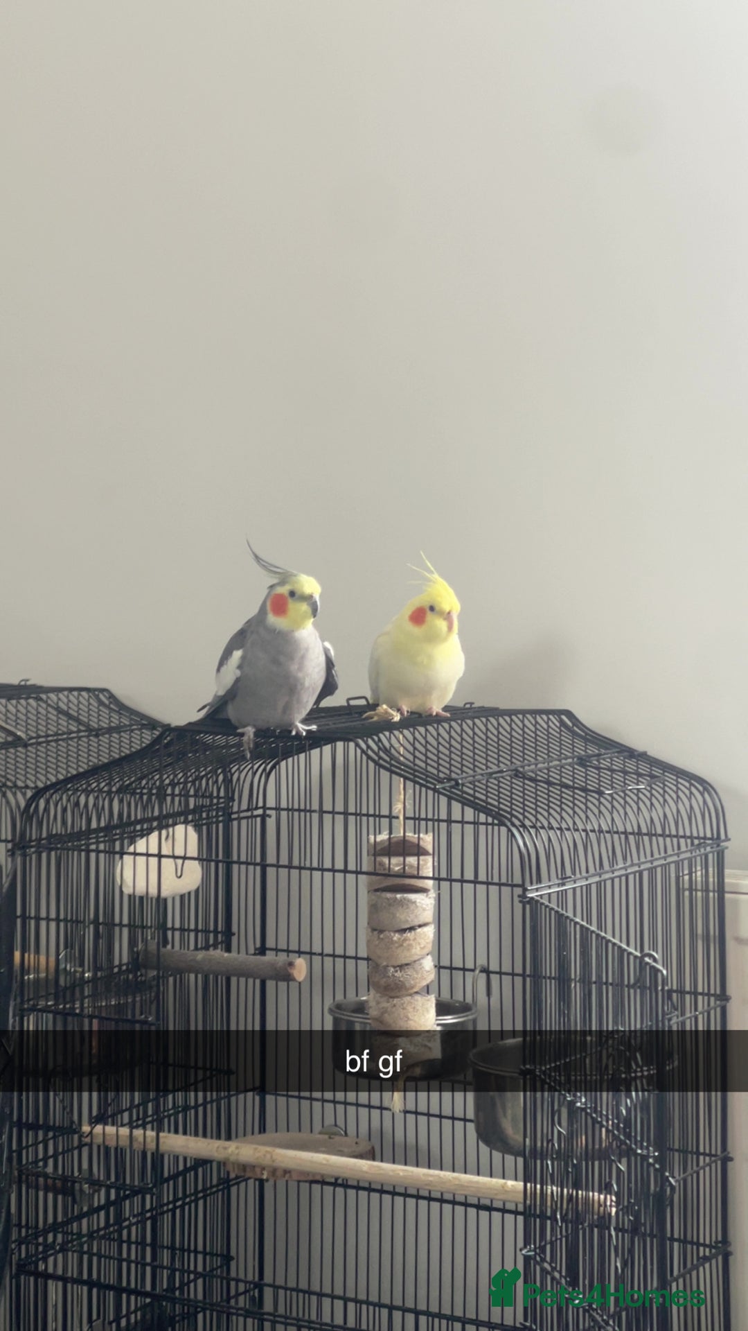 Cockatiels birds for sale: Pair of M/F Cockatiels (2 for £100) - Advert 1
