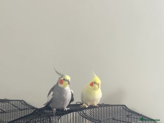 Cockatiels birds Pair of M/F Cockatiels (2 for £100) - Advert 2