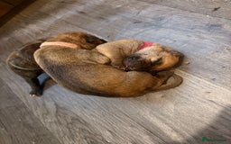 Mixed Breed dogs for sale: Came Corso X Puppies - Image 34