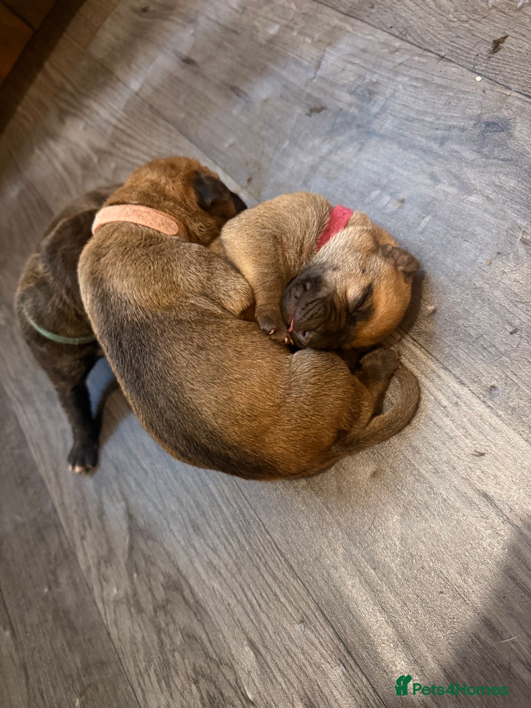 Mixed Breed dogs for sale: Came Corso X Puppies - Image 34