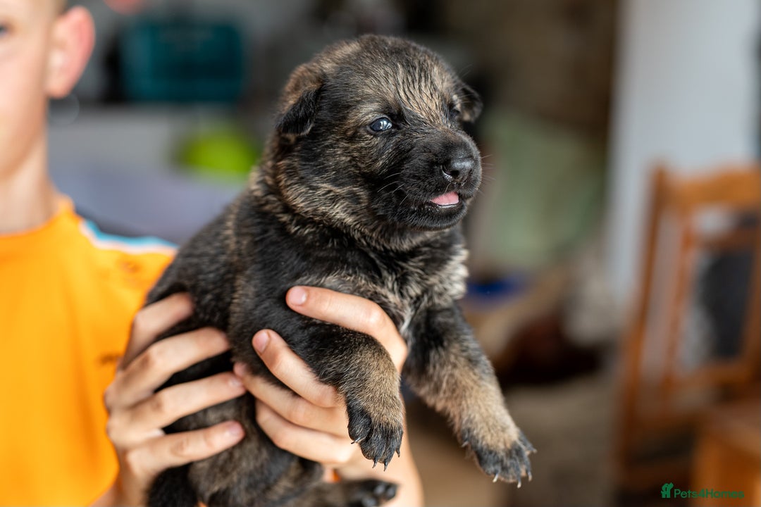 German Shepherd dogs for sale: Exceptionally bred fully heath checked GSD puppies in Bishop Auckland - Image 17