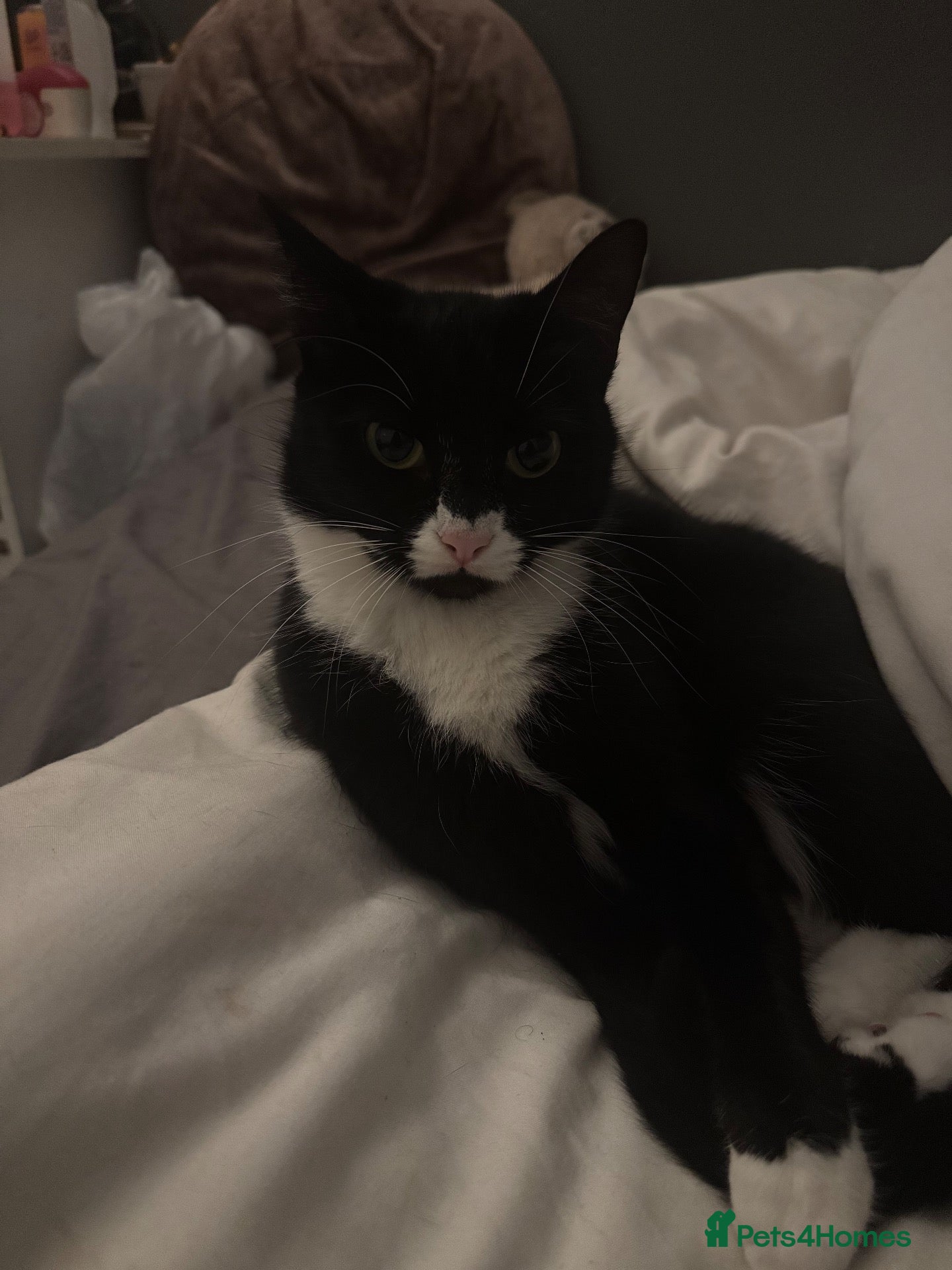 Mixed Breed cats for sale: Two Beautiful Black & White Girls - Jinx & Rue - Advert 8