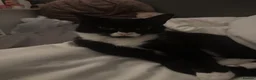 Mixed Breed cats for sale: Two Beautiful Black & White Girls - Jinx & Rue in Guildford - Advert 1