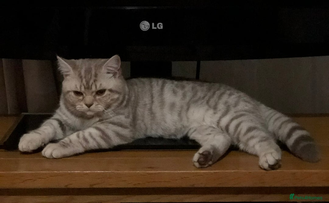 British Shorthair cats for sale: Amazing BSH kittens. READY TO GO!!! - Image 32